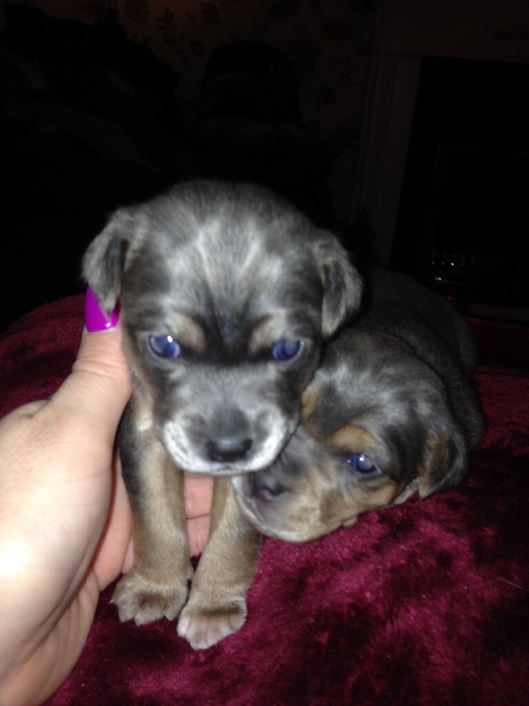 miniature blue jack russells